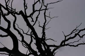 Tote Eiche, Masuren (2014)